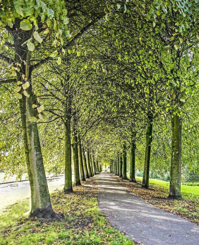 Разговоры с растениями: как звуки влияют на их рост и здоровье