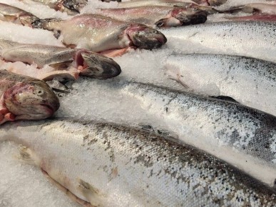 Новгородцы смогут наслаждаться свежей рыбой по доступным ценам благодаря новой акции