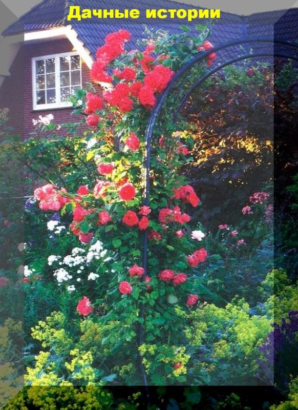 Цветочный оазис: Как заброшенная школа в Польше превратилась в сад чудес