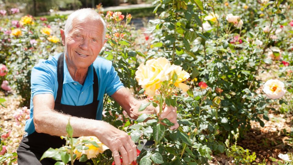 «Самая простая схема»: агроном назвал идеальный метод обрезки роз