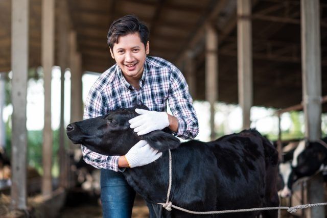 Как правильно выбрать молочную корову: секреты успешной покупки