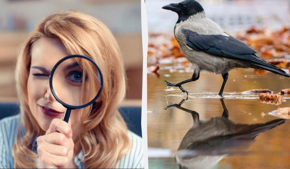 Проверка IQ: найди три отличия за 12 секунд