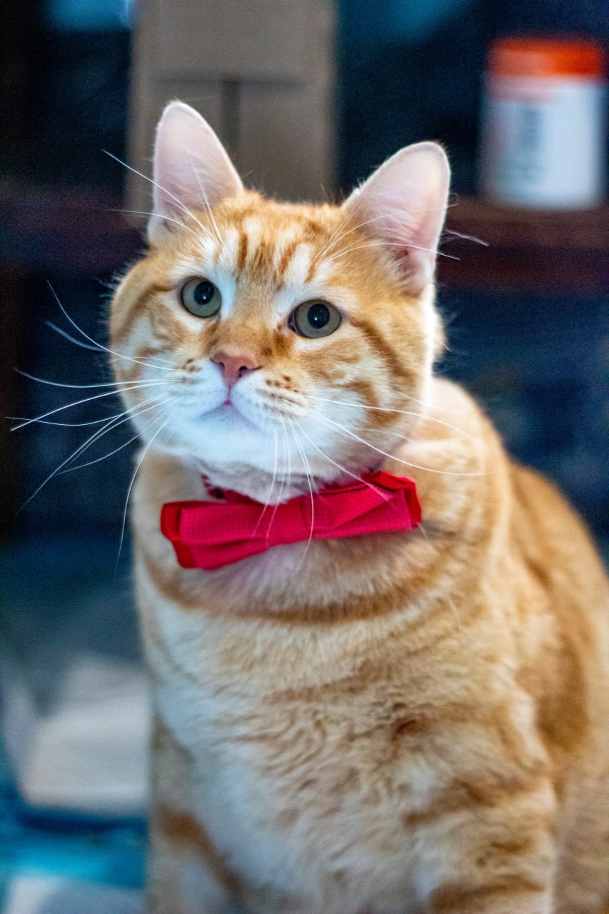 В Твери стартовала новогодняя акция в помощь животным "Волшебная ёлка кота Суворова и сапоги-скороходы", которую проводят волонтёры Инициативной группы по защите животных В Твери стартовала новогодняя акция в помощь животным "Волшебная ёлка кота Суворова и сапоги-скороходы", которую проводят волонтёры Инициативной группы по защите животных