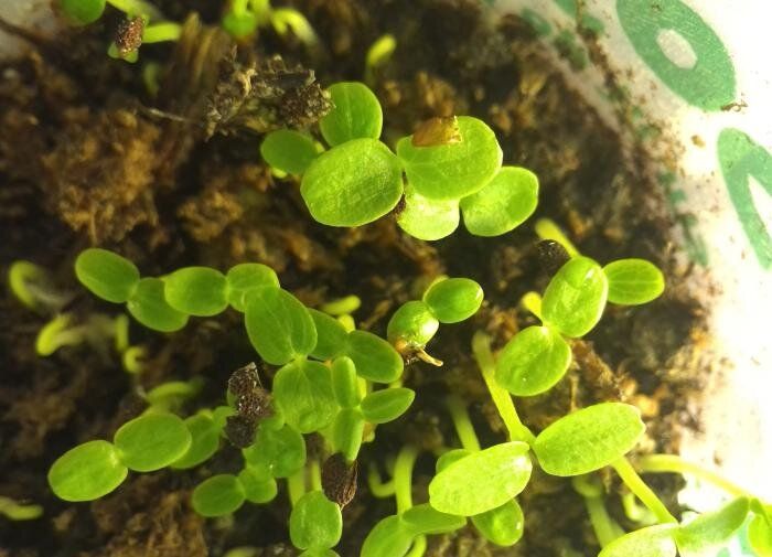 Секреты успешного проращивания семян: сахар как помощник