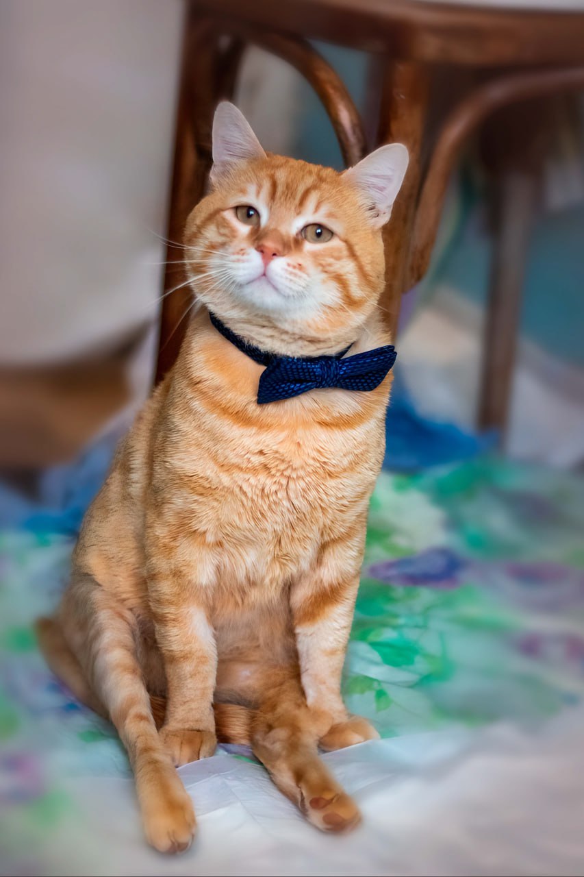 В Твери стартовала новогодняя акция в помощь животным "Волшебная ёлка кота Суворова и сапоги-скороходы", которую проводят волонтёры Инициативной группы по защите животных В Твери стартовала новогодняя акция в помощь животным "Волшебная ёлка кота Суворова и сапоги-скороходы", которую проводят волонтёры Инициативной группы по защите животных