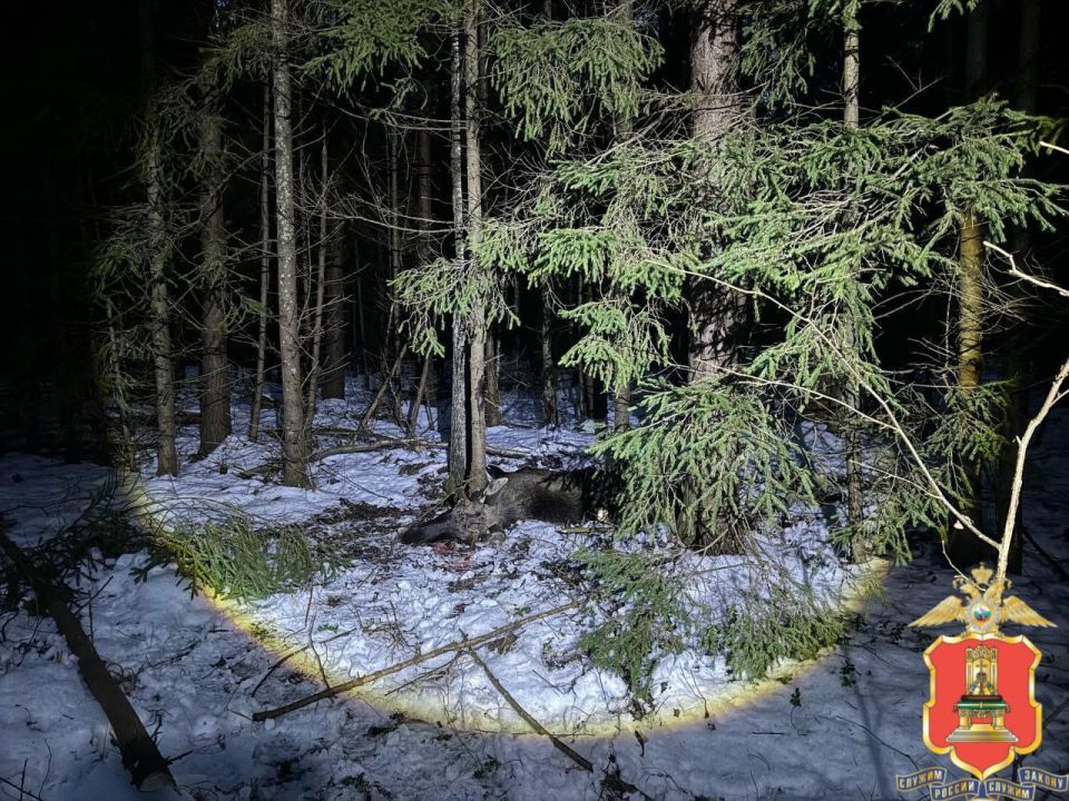 В Тверской области браконьеры застрелили лося