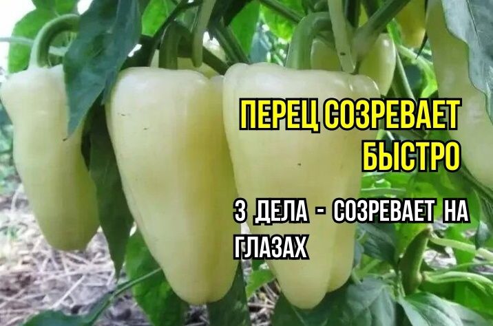 Три секрета быстрого созревания перца: советы профессионалов