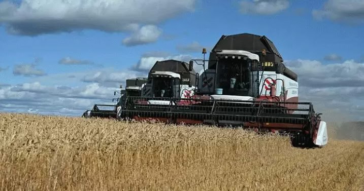 Аграрии Челябинской области собрали рекордный за 32 года урожай зерна