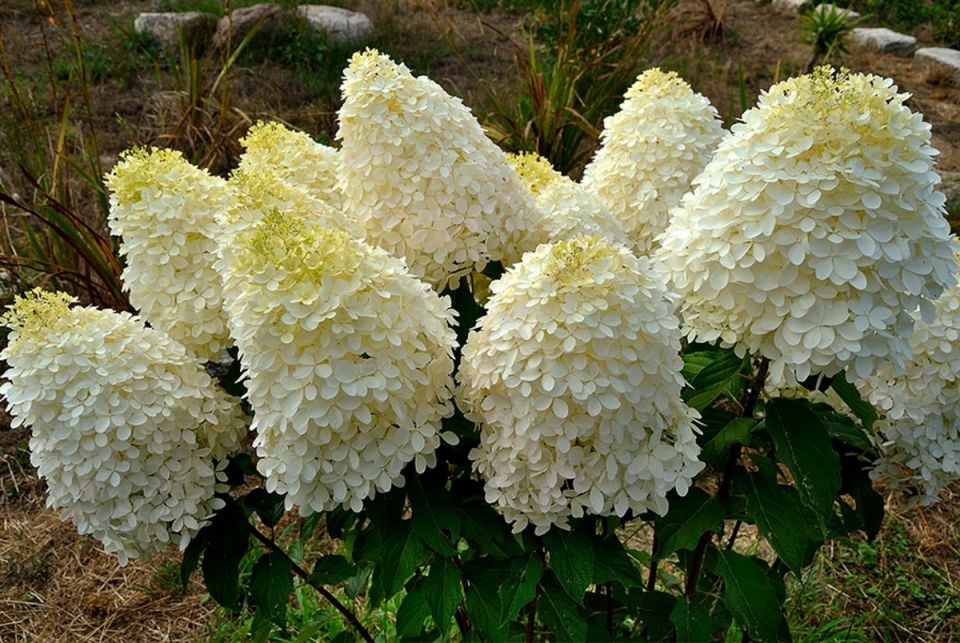 Уход за гортензиями осенью: основные этапы подготовки к зиме