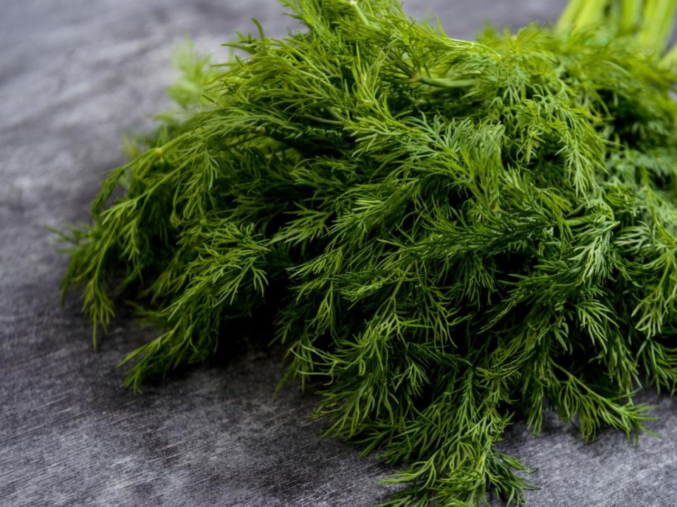 Как получить обильный укроп без зонтиков: хитрости для садоводов