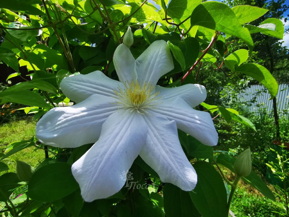 За кулисами садоводства: Как современные авторы привлекают внимание читателей