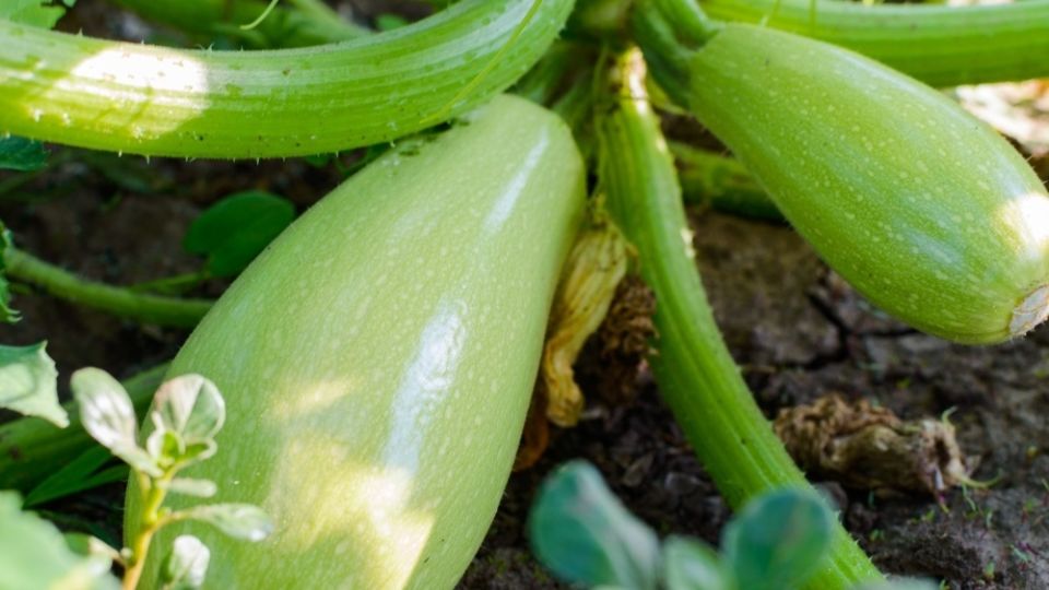 Как собирать вкусные кабачки уже в июне: секреты ранних сортов