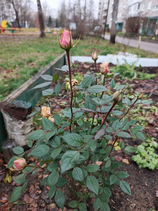 В декабре на клумбах в Твери распускаются розы