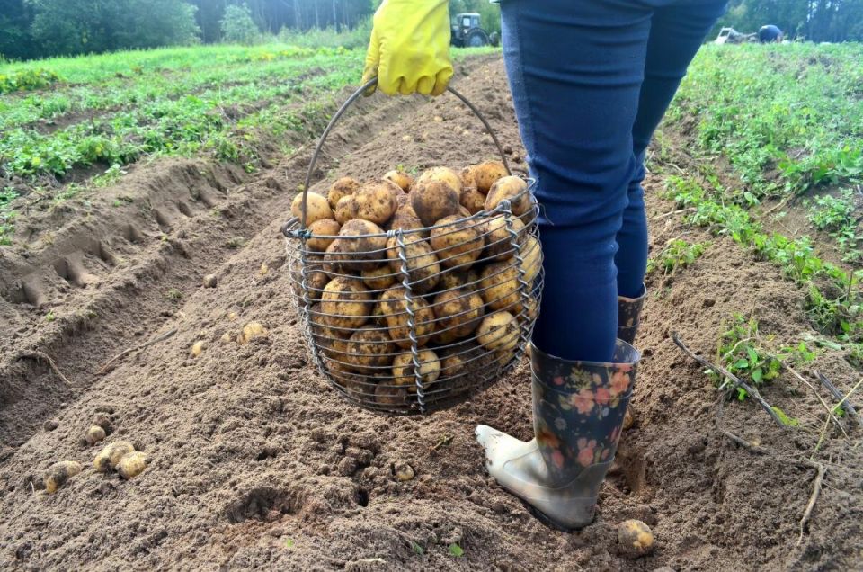 После картофеля: какие культуры обязательно соберут хороший урожай?