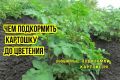 Как эффективно подкармливать картофель: важные удобрения до цветения