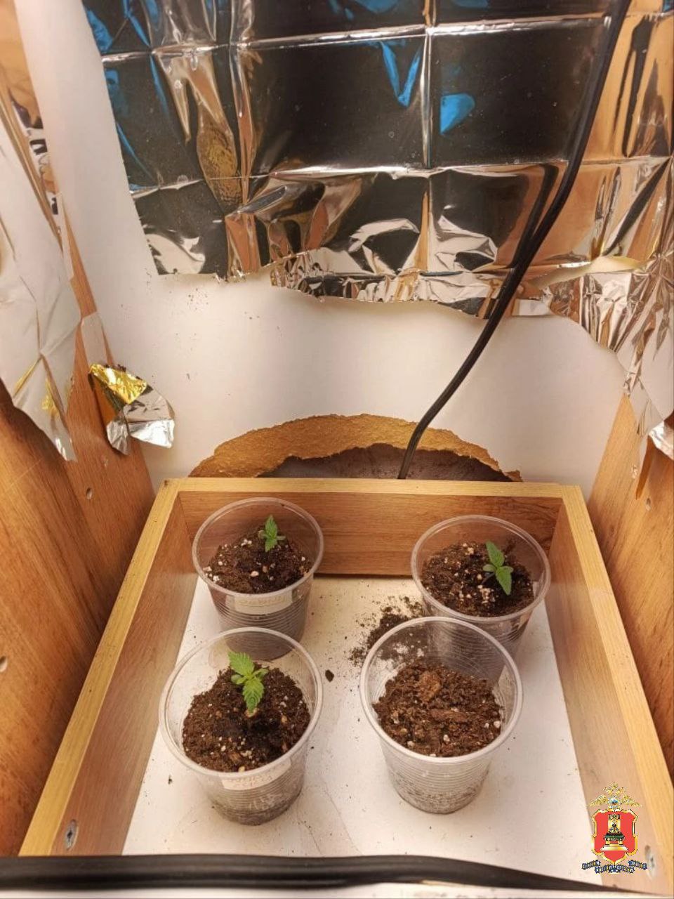 В Конакове полицейские задержали мужчину, который разводил у себя дома на продажу коноплю В Конакове полицейские задержали мужчину, который разводил у себя дома на продажу коноплю