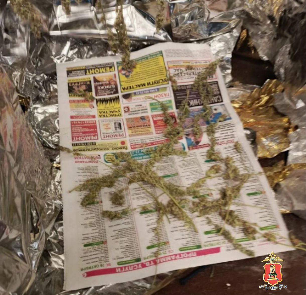 В Конакове полицейские задержали мужчину, который разводил у себя дома на продажу коноплю В Конакове полицейские задержали мужчину, который разводил у себя дома на продажу коноплю