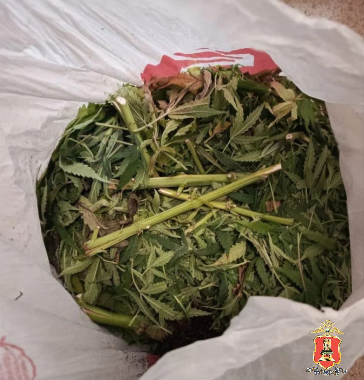 В Конакове полицейские задержали мужчину, который разводил у себя дома на продажу коноплю В Конакове полицейские задержали мужчину, который разводил у себя дома на продажу коноплю