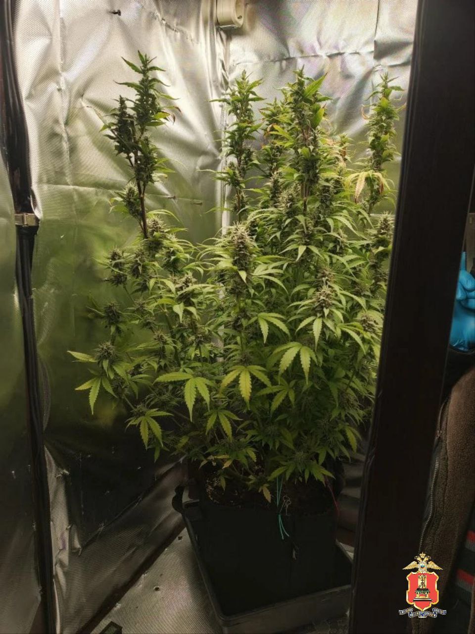 В Конакове полицейские задержали мужчину, который разводил у себя дома на продажу коноплю В Конакове полицейские задержали мужчину, который разводил у себя дома на продажу коноплю