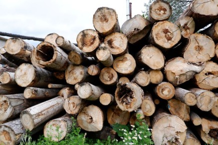 В Спировском округе осудили «черного лесоруба», который вырубил 120 хвойных деревьев