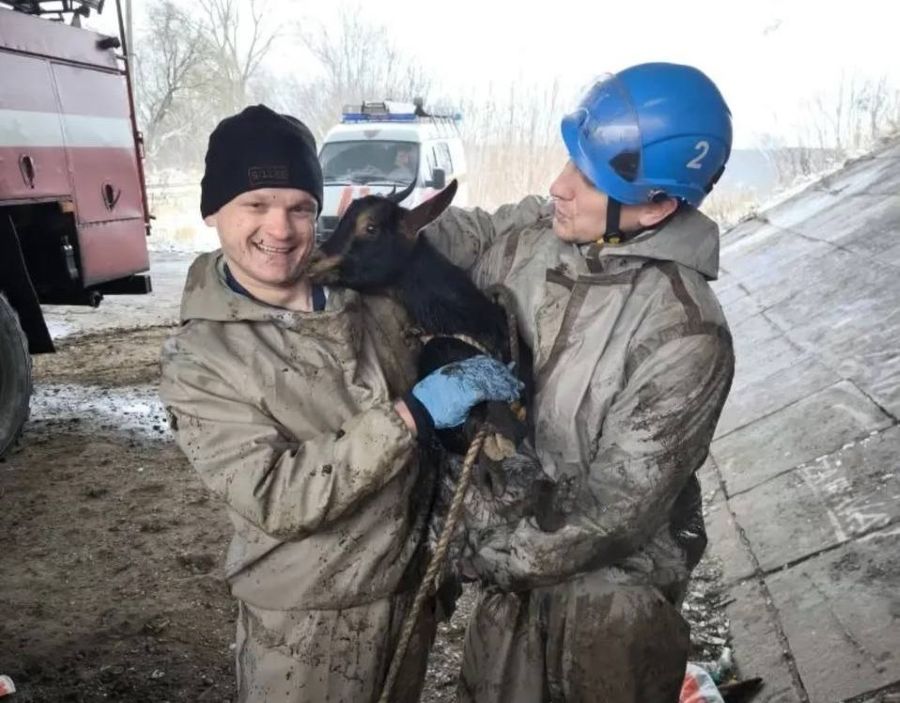В Твери спасли козу, провалившуюся под мост