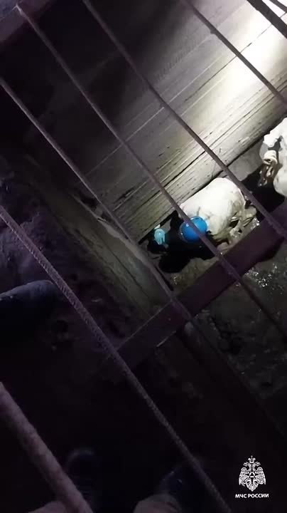 Неожиданное спасение под Восточным мостом в Твери!