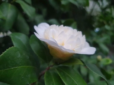 В тверском Ботаническом саду продолжают цвести камелии