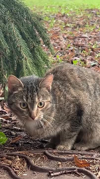 Ищет дом пушистая сотрудница нашей телерадиокомпании