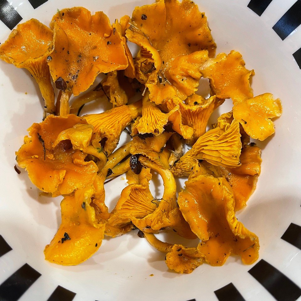 В декабре в лесу под Тверью продолжают собирать грибы В декабре в лесу под Тверью продолжают собирать грибы