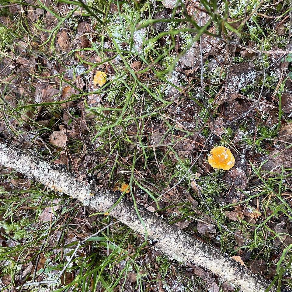 В декабре в лесу под Тверью продолжают собирать грибы В декабре в лесу под Тверью продолжают собирать грибы