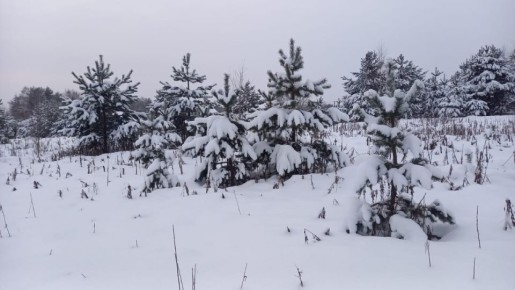 Прошлогодний декабрь. В этом году больше похоже на 44 ноября, чем на зиму