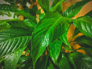 Спатифиллум: ваш домашний талисман счастья и здоровья