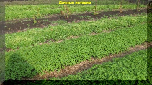 ��������: ��� ��� ����� ����������� ��� �������