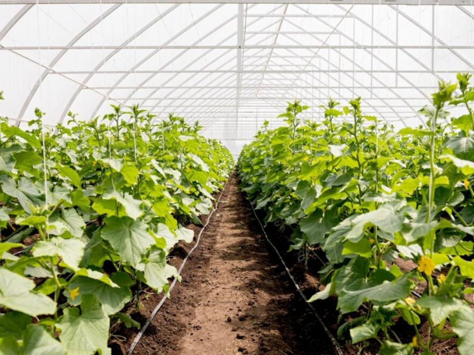 ��� ��������� ������ � ������ �������: ������������� ������� ����������� �����