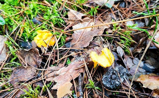 В лесу под Тверью в декабрьских лисичках грибник нашел «советских пионеров»