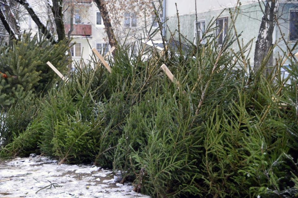 В Твери открылись ёлочные базары: адреса торговых точек