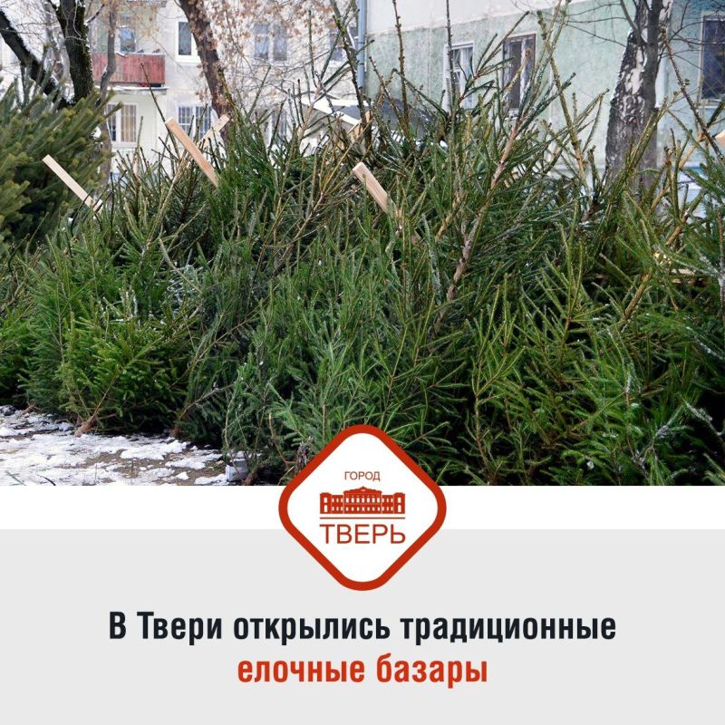 Сегодня в Твери открылись традиционные елочные базары