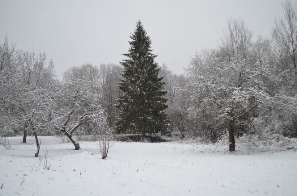 Зимние заботы на дачном участке: секреты увеличения урожая
