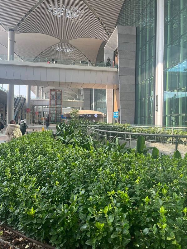 Секреты идеальной живой изгороди: ключевые советы для успешной посадки