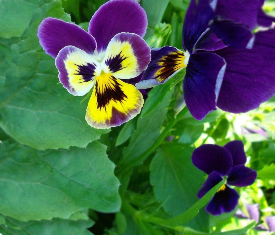 Фиалка трехцветная: обаяние сорняка или сказочный подарок сада?