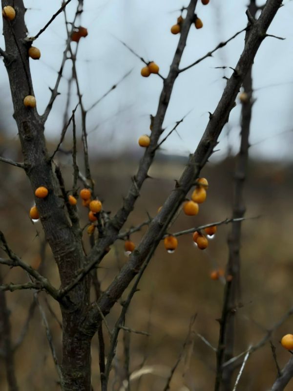 ����������� �����: ���������� � ����� ������� ����� � ���������� � ��� ������ ��������