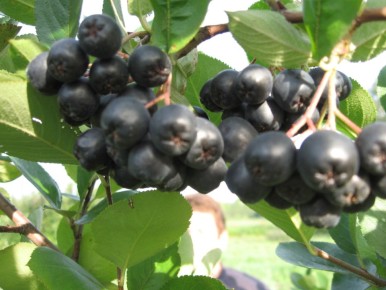 ������ �������: ��� ��������� �������� ���� �� ����� �������