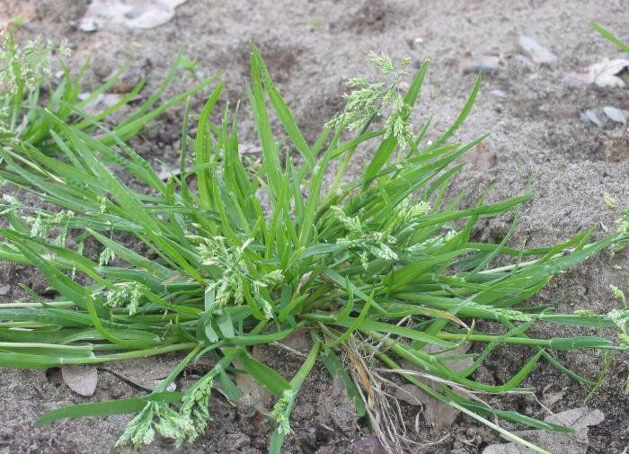 Секреты успешной борьбы с сорняками