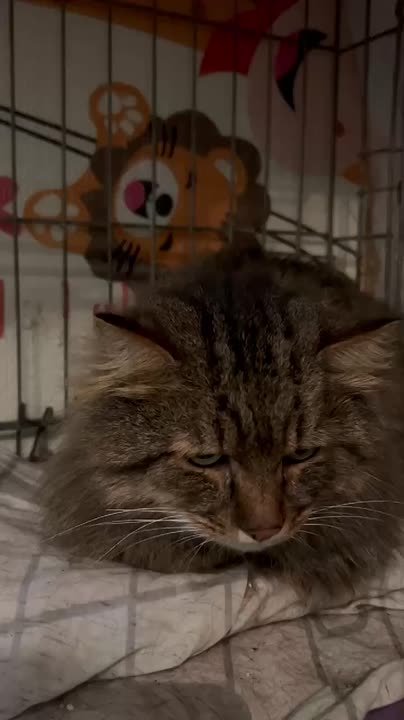 Тверские волонтеры спасают Лешего, который не может дышать