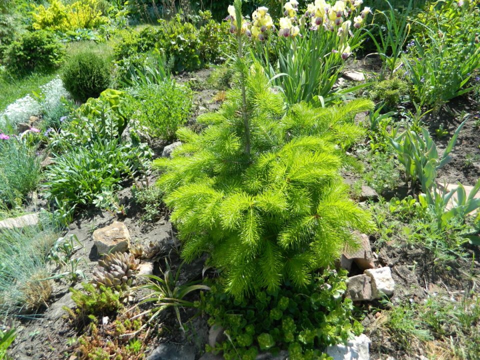 Хвойные растения: секреты вечнозеленой красоты в вашем саду