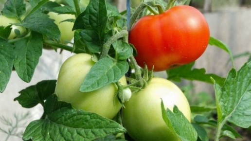 Шесть сортов помидоров, которые не подведут в открытом грунте