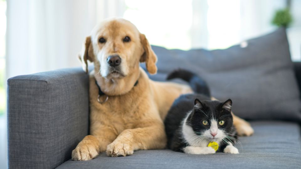 Как легально использовать домашних животных в бизнесе