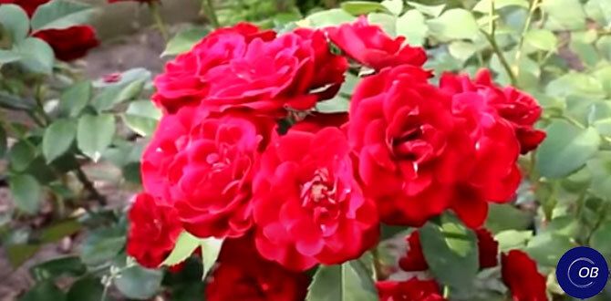 Неприхотливые розы для начинающих садоводов