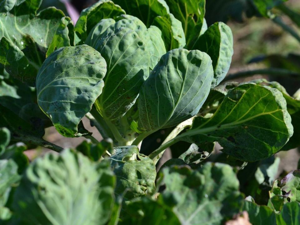 ��������� ����� �������: ������� �������� ������� � �������� ����� ����