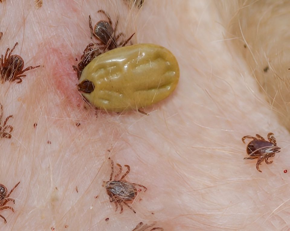 Эффективные методы борьбы с клещами в саду: без химии и заботы о питомцах